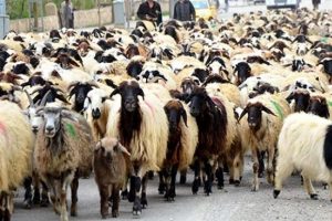 TIR bir s&uuml;r&uuml;y&uuml; yok etti