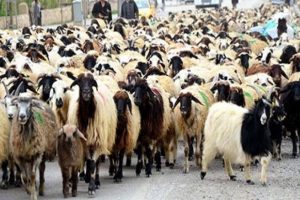 TIR bir s&uuml;r&uuml;y&uuml; yok etti