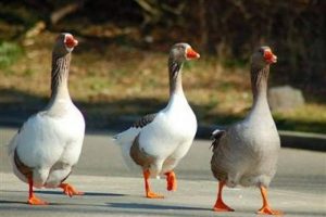 G&uuml;venliği kazlar sağlıyor