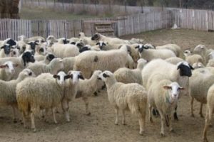 Bursa'da hayvan hırsızları iş başında