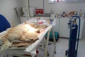 5. Kattan d&uuml;şen k&ouml;peğin dramı