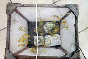Yurt dışına kelebek ka&ccedil;ıran iki İtalyan yakalandı