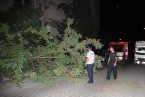 Devrilen ağa&ccedil; yolu kapadı