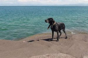 Cankurtaran k&ouml;pekler işbaşında