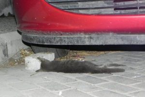 Kedi katliamı hayvanseverleri ayağa kaldırdı