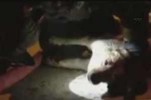 Kurtardığı k&ouml;peği suni teneff&uuml;sle hayata d&ouml;nd&uuml;rd&uuml;