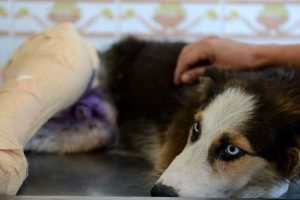 4 aylık k&ouml;peğe korkun&ccedil; işkence!