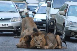 Sabah işe gidenlere yolda aslan şoku