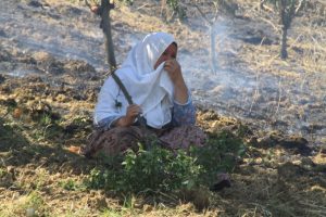 Bursa'da şeftali bah&ccedil;esi k&uuml;l oldu