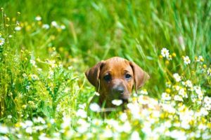 K&ouml;pekler renkleri g&ouml;rebiliyor