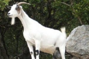 Yaban ke&ccedil;isi koruma altına alındı