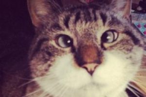 Kedi alerjisinin sebebi nedir?
