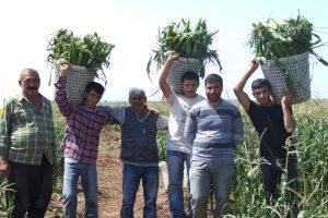 MAY tohum &ccedil;ift&ccedil;inin y&uuml;z&uuml;n&uuml; g&uuml;ld&uuml;rd&uuml;