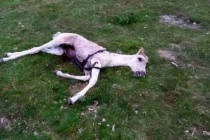 Cinsel organı kesilip g&ouml;zleri oyulmuş