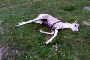 İngiltere'de satanist korkusu