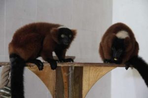 Lemurlara kardeş geldi