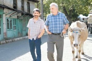 S&uuml;rg&uuml;ndeki inek darbelere karşı!