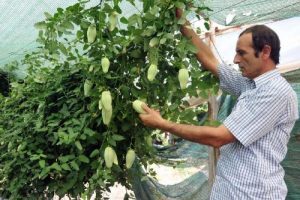 'Alanya Azmanı'na patent başvurusu