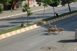 Başıboş k&ouml;pekler korkutuyor