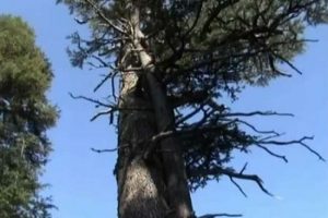 T&uuml;rkiye'nin en yaşlı ağacı