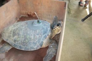 Caretta carettalar izleniyor