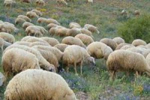 Koyunun peşinden gitti ama...
