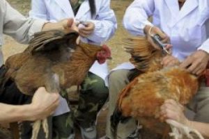 Kuş gribinin son t&uuml;r&uuml; insandan insana ge&ccedil;ti