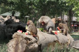 Bursa Zoo Park sakinlerine bayram ikramı