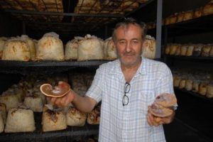 Bu mantar alzheimer hastalığına iyi geliyor