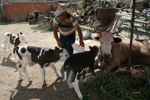 İnek &uuml;&ccedil;&uuml;z doğurdu &ccedil;ift&ccedil;i &ccedil;ifte bayram yaşadı