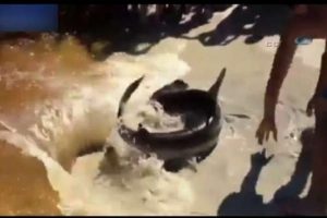 K&ouml;pek balığı kumsalda doğum yaptı