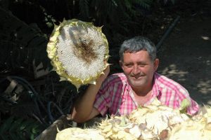 Yenişehir ay&ccedil;ekirdeği paylaşılamıyor