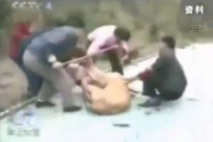 Kızı aslanın ağzından aldılar