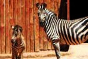 T&uuml;rkiye'de doğan ilk yavru zebra: Şeker