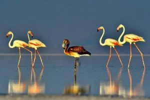 Flamingolar b&uuml;y&uuml;k yolculuğa hazırlanıyor