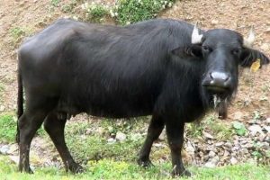 T&uuml;rkiye'deki mandalara, İtalyan işi sperm