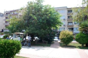 Mudanyalılar asırlık ağa&ccedil;ların kurumasına tepki