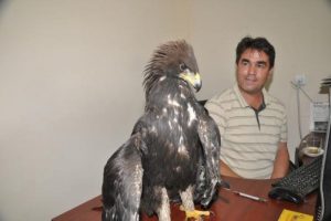 Yaralı kartala gazeteci sahip &ccedil;ıktı
