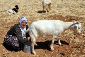 Kayserili kadın &ccedil;obanın Bursa hayali