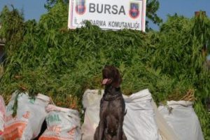 Narkotik k&ouml;peği Varis'ten b&uuml;y&uuml;k başarı