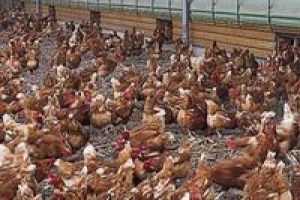 Tavuklarına 24 saat ilahi dinletiyor