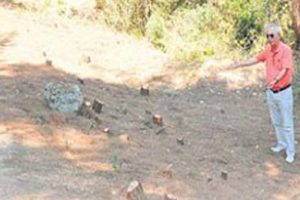 İzmir'de 'mevzuata uygun' ağa&ccedil; katliamı!