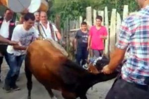 D&uuml;ğ&uuml;nde altın yerine inek taktı!
