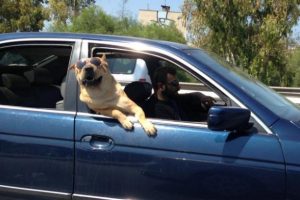 Tatile giden k&ouml;pekten artistik poz!