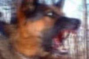 K&ouml;peğin saldırdığı kadın hastanelik oldu