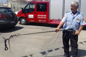 Yılan benzinliğe girdi, ortalık karıştı