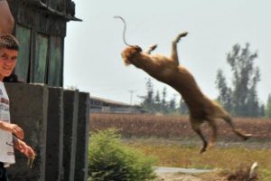 K&ouml;peğe işkence eden &ccedil;ocuklar serbest