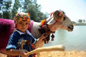 "Mor koyunlar" yarışmaya hazır