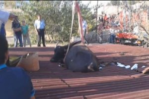 Mandanın &ccedil;atıda ne işi var?