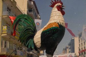 Denizli horozu g&uuml;nde ikişer saat arayla &ouml;tecek
